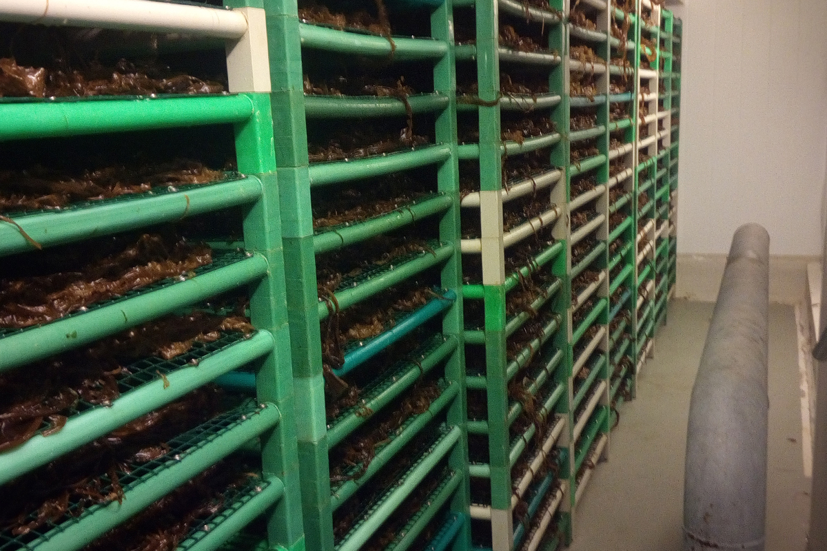 Seaweed Production drying racks