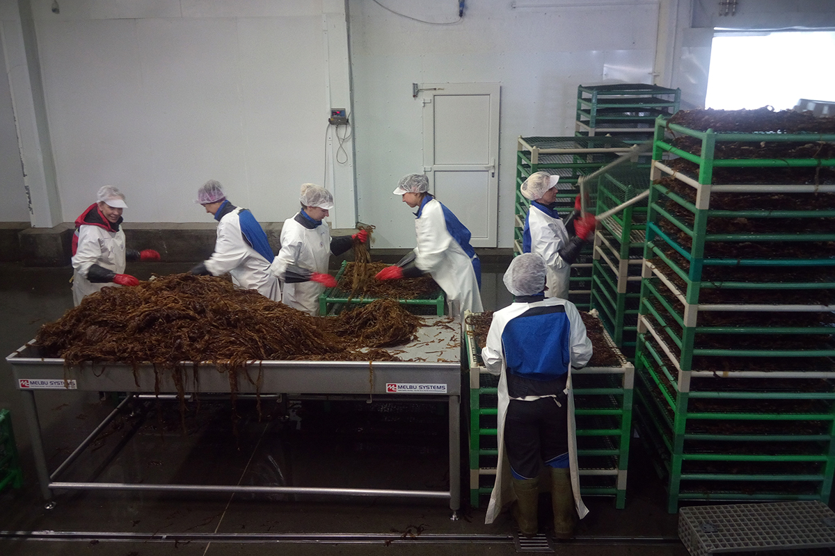 Seaweed Production